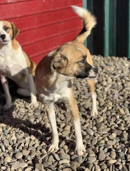 Tammy möchte dein Herz erobern - Celle
