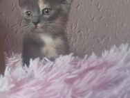 Bkh kitten Mix Weibchen sucht zuhause - Trier