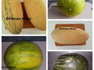 Melonen Honigmelonen "Ruski Ananas" (Makedonien),Usbekische Honigmelone "Torpedo" + Piel de Sapo - Freital