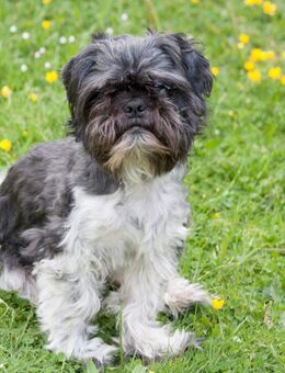 Sir Bobby - Shih Tzu - 5 Jahre - Tierhilfe Franken e.V. - Lauf (Pegnitz) Zentrum
