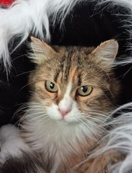 Winni sucht ihr Happy End - Ellerbek