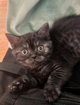 BKH kitten abgabebereit - Erfurt Zentrum