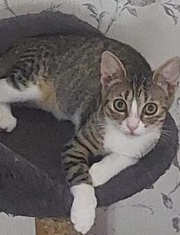Caty kleine hübsche Schmusekatze - Unterföhring