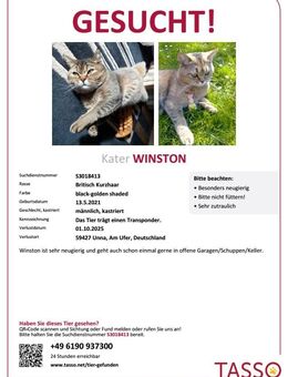 VERMISST wird unser BKH Kater Winston in Unna Billmerich - Unna