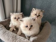 Neva Masquarade Katzenbabys - Hückeswagen (Schloss-Stadt)