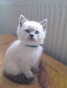 Britisch Kurzhaar Kitten - Krayenberggemeinde