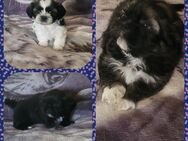 ShihTzu Welpen - Lengerich (Nordrhein-Westfalen)