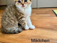 4 kleine BKH Mix Kitten suchen ein schönes Zuhause - Birgland