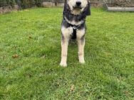 Mika Ein ganz gemütliches Hundebaby - Spenge