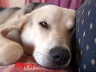 Pyra ausgeglichen & verschmust 05/23 GRC - Ruppertsecken