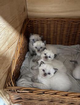 Siam katze - Duisburg