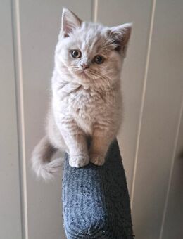 Wunderschöne Britisch Kurzhaar Kitten - Bönebüttel