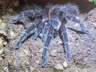 Lasiodora parahybana - Braunschweig