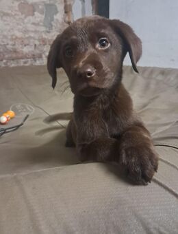 Abgabebereite reinrassige Labrador Welpen - Kemberg