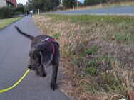 Labradoodle Welpen abgabebereit - Wriedel