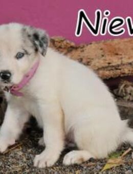 Nieve, der kleine Entdecker ❤️ - Essingen (Rheinland-Pfalz)