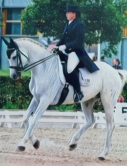 Reitunterricht für Anfänger & Fortgeschrittene /Reiten / Reitschule - Jatznick