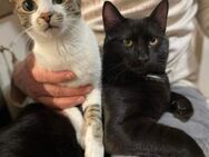 Jule & Binx suchen Ihr zu Hause - Brühl (Baden-Württemberg)