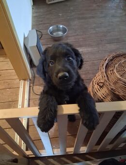 Süße Labradoodle Mix Welpen - Rosenbach (Vogtland)
