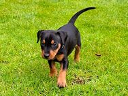 Deutsche Pinscher Welpen - Neustadt (Weinstraße)