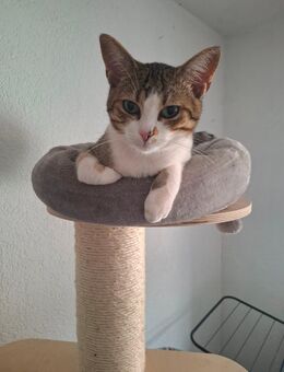 Ekh getigerter Kater - Marktheidenfeld