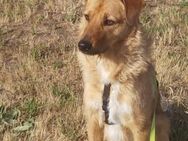Nanu sucht sein Für-immer-Zuhause 🐾 - Sindelfingen