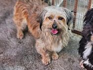 Süsse Lola sucht ein Zuhause/ D ❤️ - Ludwigshafen (Rhein)