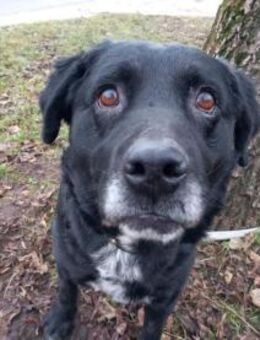Elias, bewegungsfreudiger Begleiter, 12J - Vaterstetten