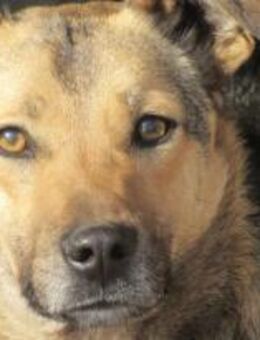 Buck - eine freundliche Seele 🐾 - Elsdorf (Nordrhein-Westfalen)