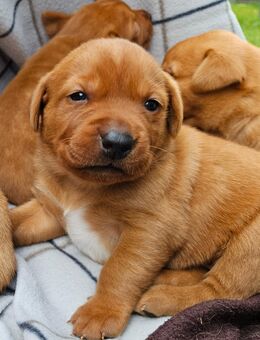 Labrador Foxred Welpen - Molbergen