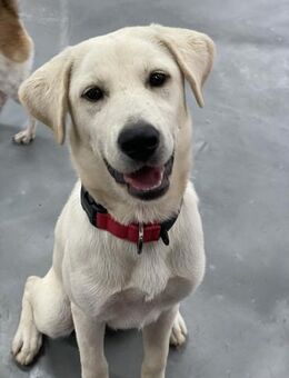 Seolgi sucht ein Zuhause - Ebstorf (Klosterflecken)