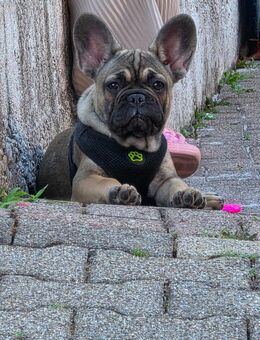 Französische Bulldogge welpe - Bad Säckingen