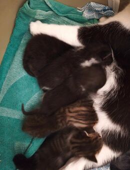 Süße Kitten suchen ein liebevolles Zuhause - Lügde (Stadt der Osterräder) Zentrum
