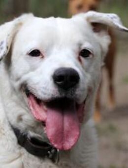 Eddy, su. hundeefahrene Menschen - Neuhausen (Spree)