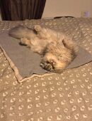 Wunderschöne einzigartige Jungkatze sucht liebevolles Zuhause in 42929