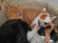 Süsse Kitten abzugeben - Dorfen Zentrum