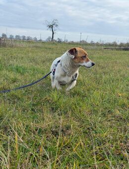 Der kleine Felix 6,5 Jalt kastriert , ca 20- 25 cm groß,kastriert , sehr lieb und verschmust - Angern