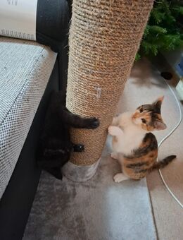 2 kleine katzen suchen ihr traumschloss - Magdeburg
