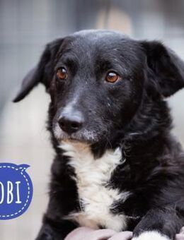 Bobi ein zarter ruhiger Hundebub - Flörsheim-Dalsheim