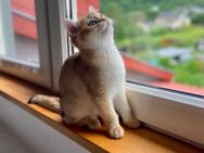 🌸Zuckersüße BKH Golden Shaded Tabby Prinzessin „Mischa“ sucht ihr Kuschel-Königreich!🌸 - Oberbillig