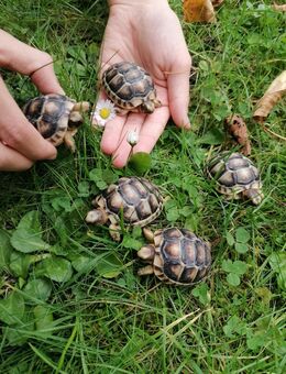 Griechische Landschildkröten von Jahr 2025 - Kyritz