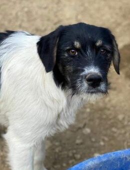 Fridolin ist noch recht schüchtern - Steinhagen (Nordrhein-Westfalen)