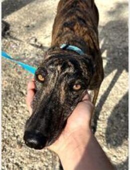 Pastora- ängstliche, schöne Hundedame - Freudenstadt