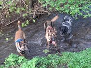 Malinos Schäferhund Mix - Sundern (Sauerland)