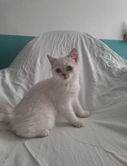 Bkh Kätzchen babykatzen Kittys - Nürnberg