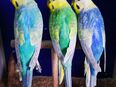 Nestjunge Baby Rainbow Wellensittiche Junge Rainbows in 47167