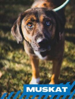 Muskat - ruhig und ausgeglichen - Berlin