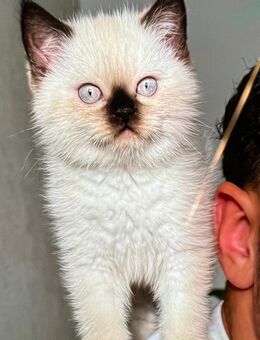 3 süße Siamkitten – Abgabe ab Juli - Berlin Friedrichshain-Kreuzberg
