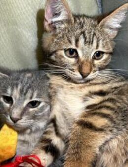 Supersüße Schmusekitten suchen Zuhause - Esslingen (Neckar)