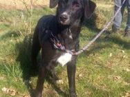 Border Collie - Windhund Mix Junghündin "Gelsa" sucht ein Zuhause - Rethem (Aller) Zentrum